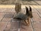 Furry young squirrel with a red tail