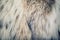 Furs texture