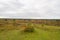 A further outlook on the  natural landscape of Cuxhaven coastal heaths, which was previously a Bundeswehr practice area