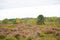 A further outlook on the  natural landscape of Cuxhaven coastal heaths, which was previously a Bundeswehr practice area