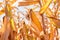 Fusarium corn ear rot damage. most common maize disease