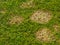 Fusarium patch lawn disease  - Microdochium nivale or snow mold