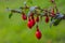 fuschia flower buds