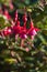 Fuschia flowering in a garden in East Grinstead in autumn