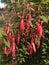 Fuschia flowers blooming in Ireland