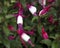 Fuschia flowers, close-up