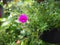 Fuschia pink Purslane full bloom in the morning with green leaves (Portulaca grandiflora)
