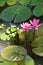 Fuschia water lilies