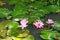 Fuschia water lilies