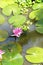 Fuschia water lilies