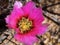 Fuscia Cactus Flower in Full Bloom