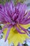 Fuscia colored aster and yellow daisy in bouquet