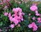 Fuscia pink garden roses closeup. Fresh flowers photography.