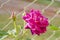 Fuscia Pink Tea Rose