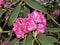 Fuscia Rhododendron Mountain Flower Blooming