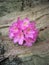 Fuscia Rhododendron Mountain Flower on Rock