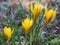 Fuscotinctus crocus or Crocus chrysanthus