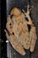 Fuscous-blotched Snouted Tree Frog