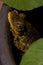 Fuscous-blotched Snouted Tree Frog