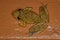 Fuscous-blotched Snouted Tree Frog