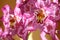 Fushia Orchids