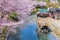 Fushimi Jikkokubune Boat in Kyoto with scenic full bloom cherry blossom in spring