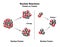 Fusion And Fission compared reactions