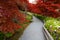 Fusion of spring azalea flowers and autumn maple leaves created with false red hues