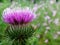 The fusion of tenderness and thorns of the burdock flower