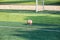 Futsal on penalty area grass field.