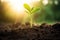 The Future Green: A Young Sapling Grows from Seed - Nurturing Life, Earth, and Hope