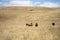 future livestock farming, sustainable agriculture practices on a cow farm in australia in summer