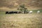 future livestock farming, sustainable agriculture practices on a cow farm in australia in summer