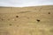 future livestock farming, sustainable agriculture practices on a cow farm in australia in summer