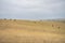 future livestock farming, sustainable agriculture practices on a cow farm in australia in summer