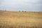 future livestock farming, sustainable agriculture practices on a cow farm in australia in summer