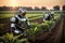 Futurestic robot farmers working in the field