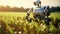 Futuristic android robot checking plants in the field. Concept of digital transformation in agriculture