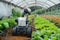 Futuristic farming Agricultural robotics streamline tasks, enhancing efficiency in vegetable cultivation