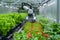 Futuristic farming Agricultural robotics streamline tasks, enhancing efficiency in vegetable cultivation
