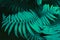 Futuristic fern leaves. Bright aqua background for your design.