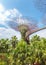 Futuristic super trees in the center of Singapore in Gardens by the Bay.