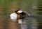 Fuut, Great Crested Grebe, Podiceps cristatus