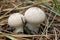 Fuzz-ball mushrooms in the forest