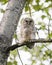 A fuzzy barred owlet sits on a tree branch