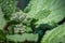 Fuzzy Borage Buds