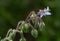 A Fuzzy Borage Plant in Bloom