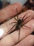 Fuzzy brown wolf spider brown spider in hand