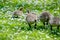 Fuzzy butts in a flowering field