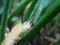 Fuzzy caterpillar climbing up green grass